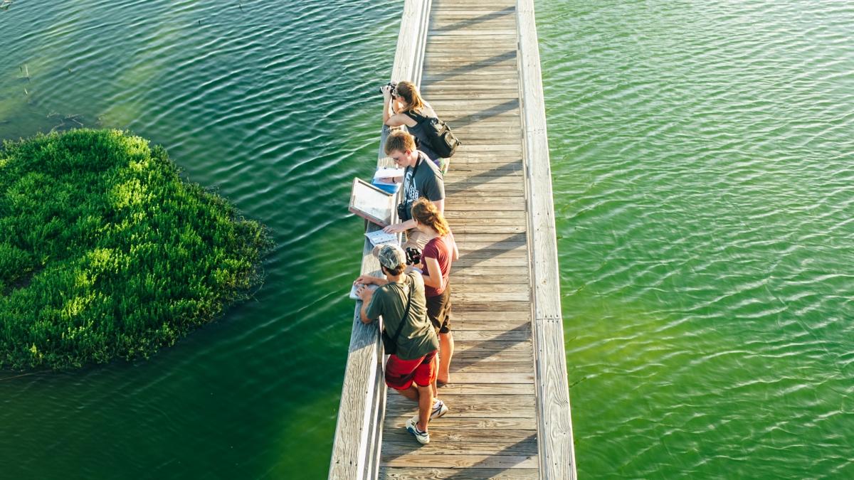 aerial view of a line of students look at grasses in a lake on a wooden bridge